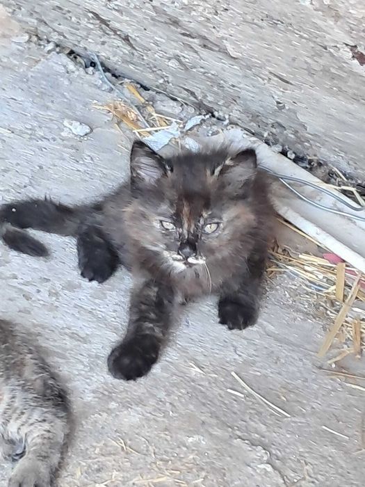 4 pisoi spre donatie