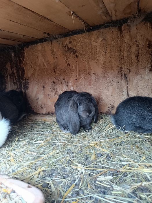 Vand iepuri berbec german