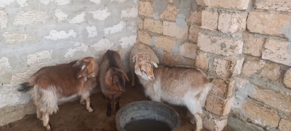 Серкелер сатылады