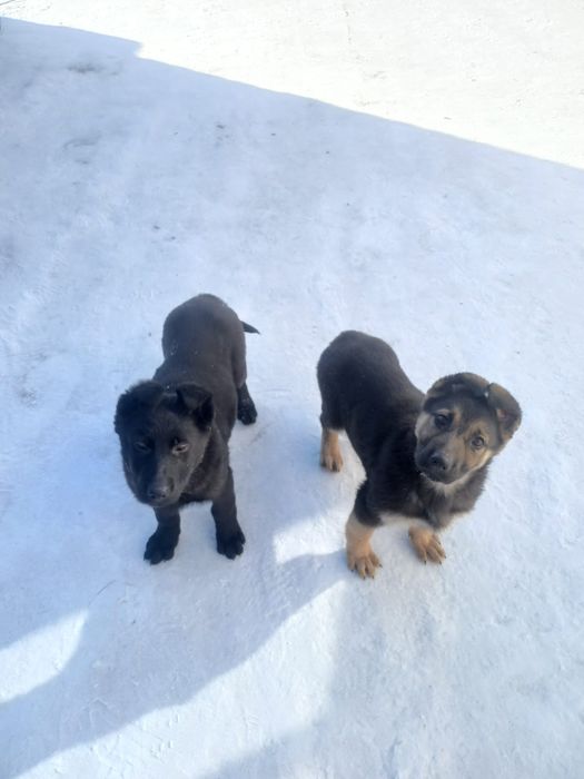 Овчарка қыз сатылады, 2,5ай