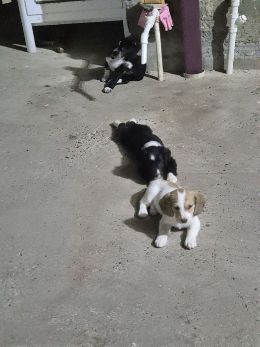 Русский спаниель