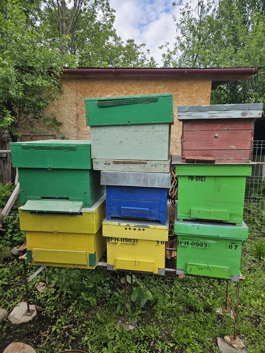 Lazi stupi albine goale de vanzare