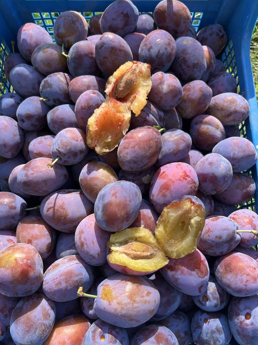 Prune de vanzare