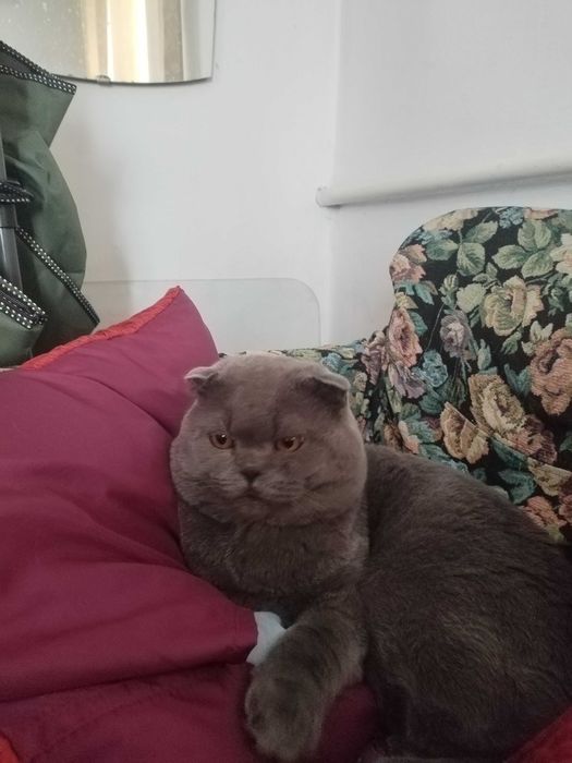 Кот на вязку вислоухий