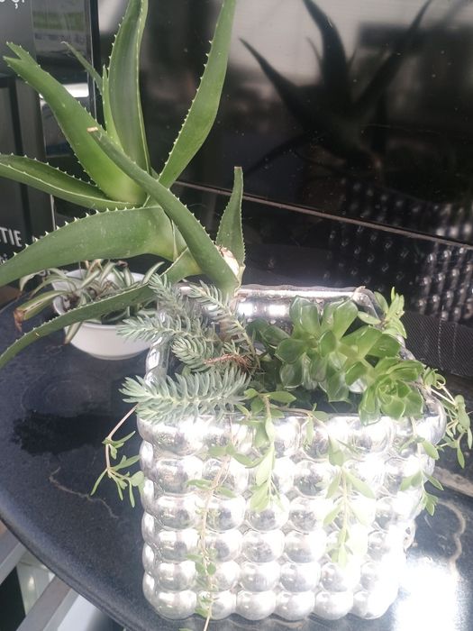 Aranjamente florale de exterior cu plante suculente