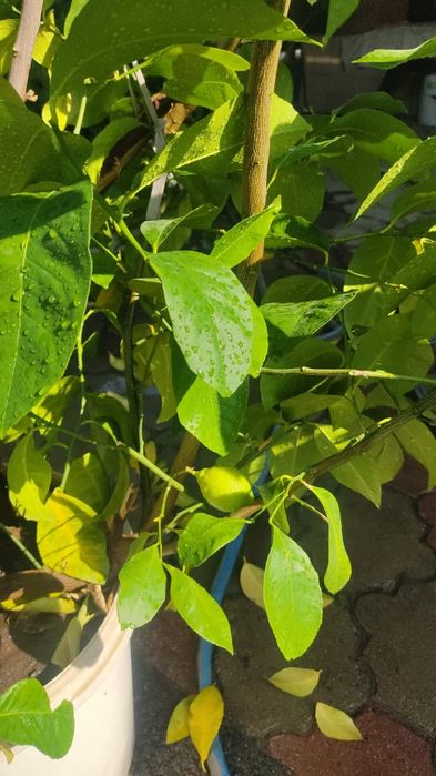 Лимон плодоносящий