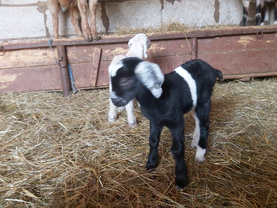 De vânzare doi țapi anglo-nubian