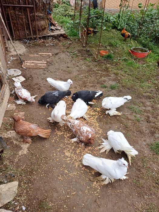 Vand porumbei Urias Maghiar 50 de lei bc