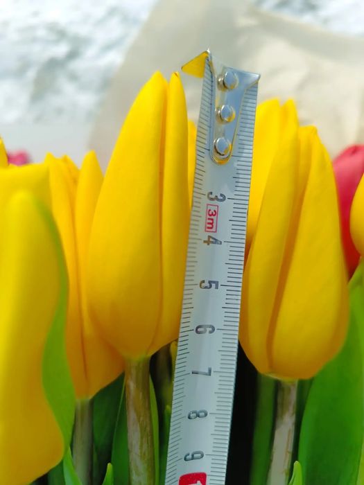 Тюльпаны в розницу от 550тг.