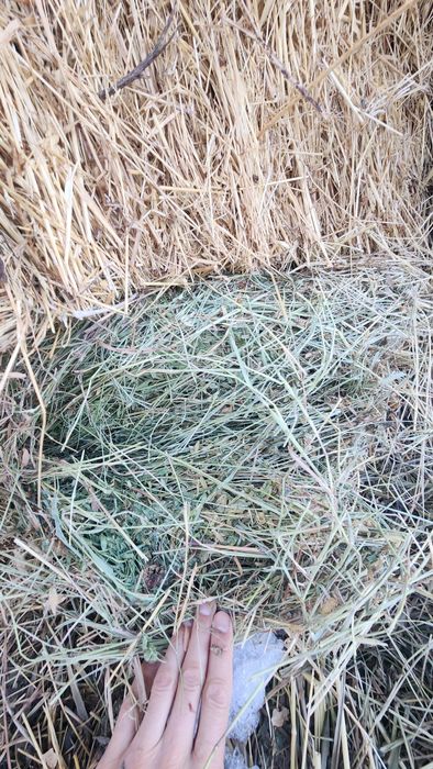 Продам сено горное