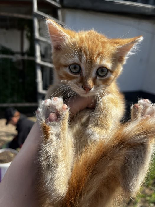 Котята отдаю в добрые руки