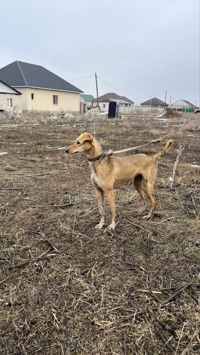 Тазы күшік сатылады