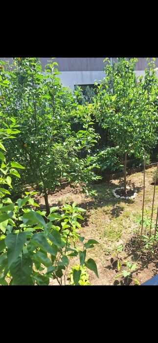 Chirie Apartament cu curte  2 camere Otopeni