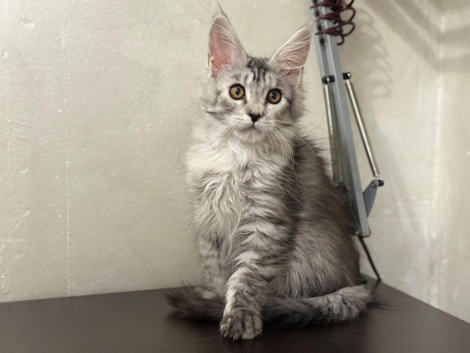 Кошечка мейнкун. Документы