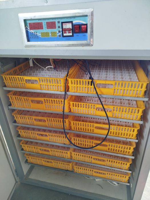 1000 тали Инкубатор сотилади