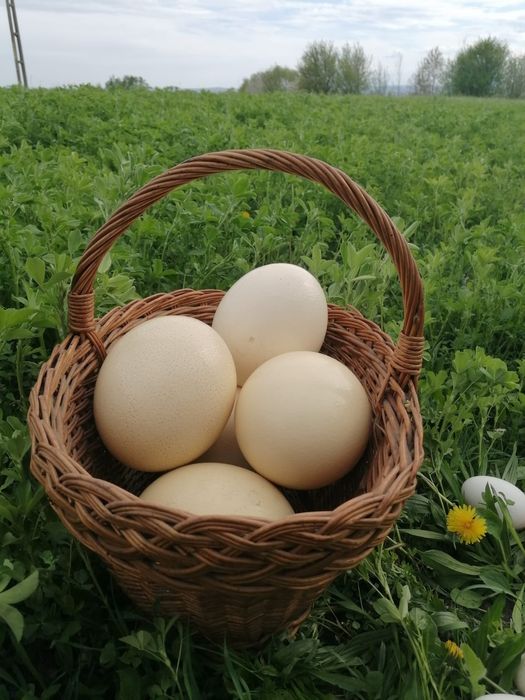 Ouă de struț de vînzare și pui de vînzare