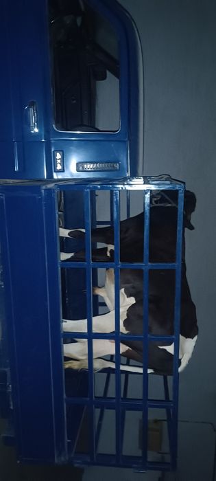 Niva pikap 2 kishilik orqa borti uzunidan zavadskoy pikap