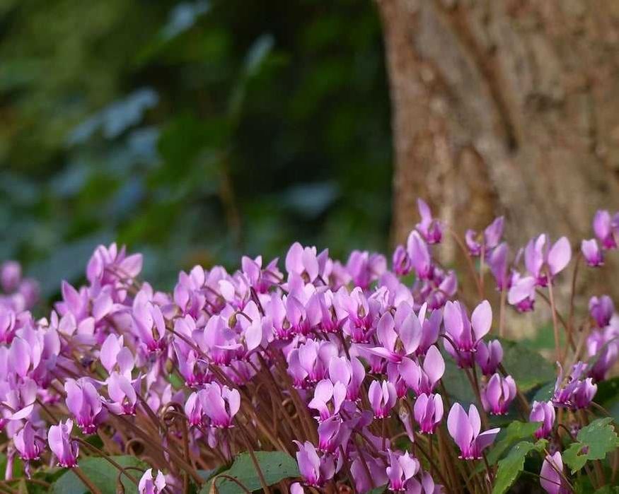 Горска Циклама - Студоустойчива Луковици и Растения