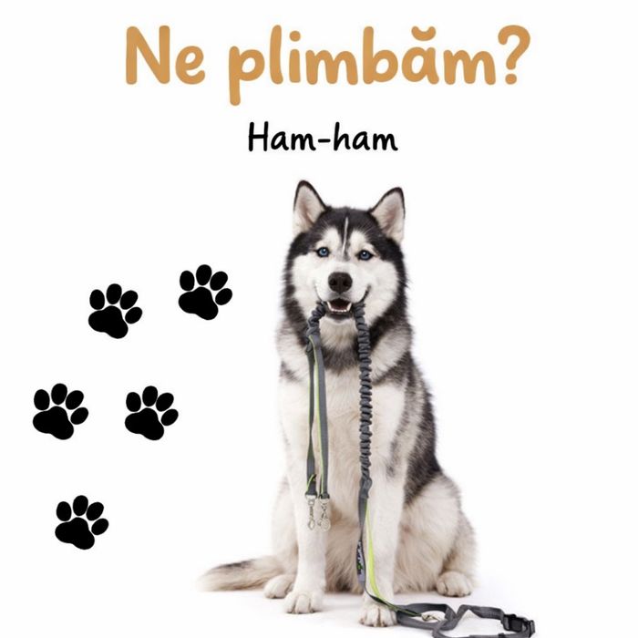 Plimb Câini in bucuresti