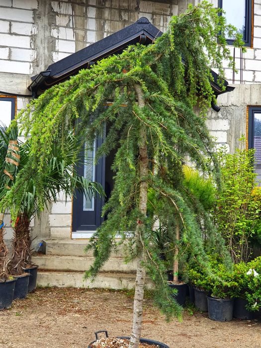 Cedru pendular calitate extra