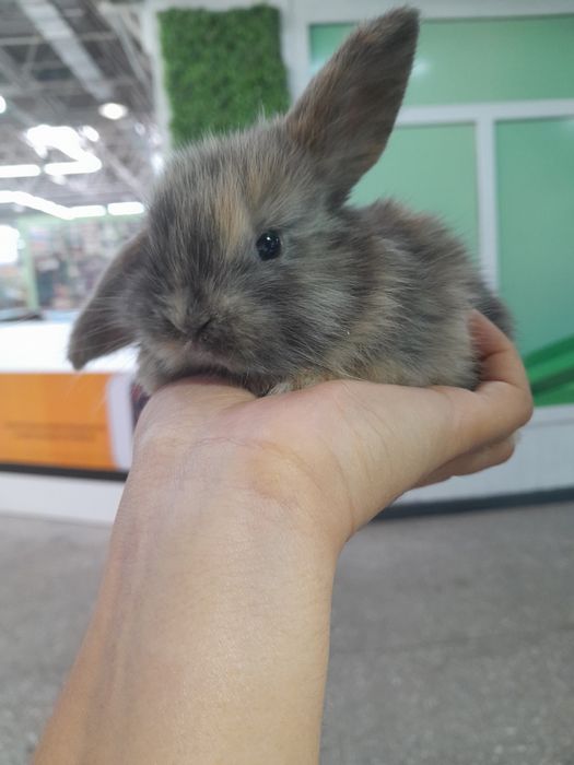 Декоративные кролики