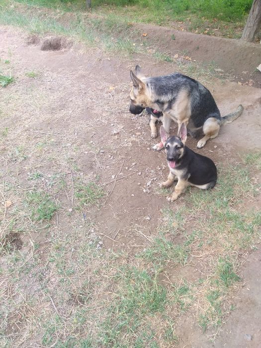 Чистокровные щенки Восточно-европейские овчарки