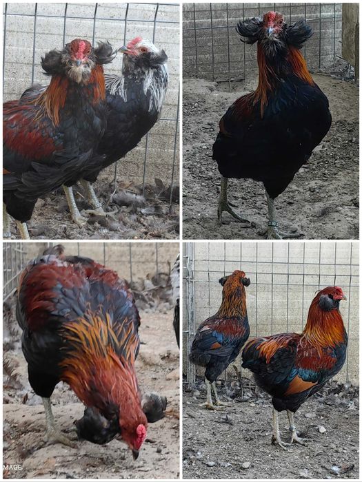 Cocosi cu favoriti rasa pura araucana argintiu potarnichiu gat auriu