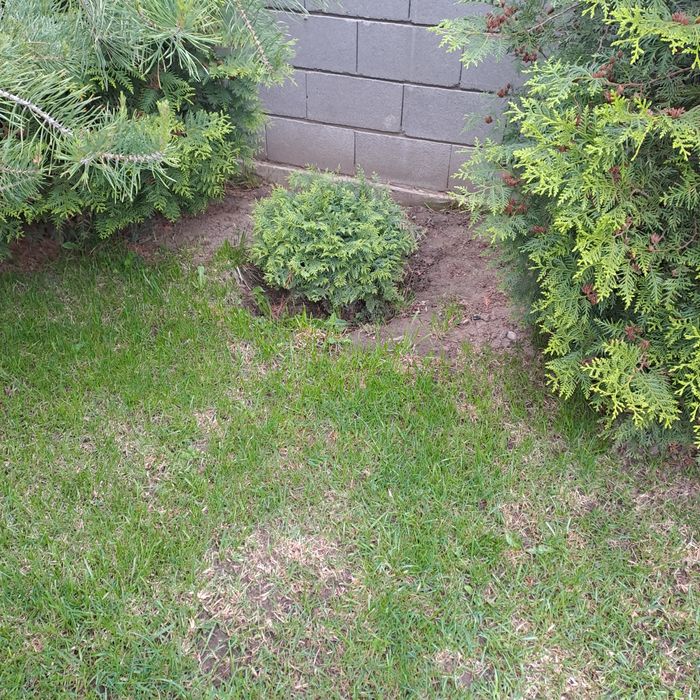 Тут  шаровидная 50 см.