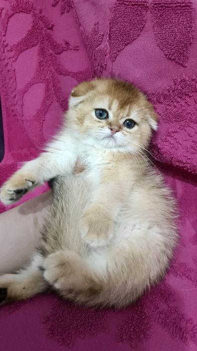 Продаётся чистокровный шотландский котёнок скоттиш фолд золотая шинши