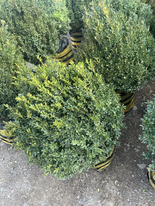 Саженцы оптом продам