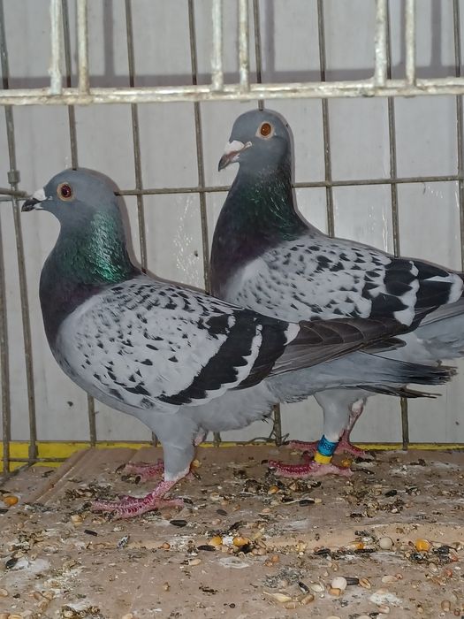 Porumbei gălățeni de zbor și joc de toate culorile