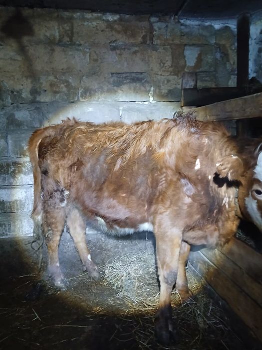 Продам с откорма тёлочек