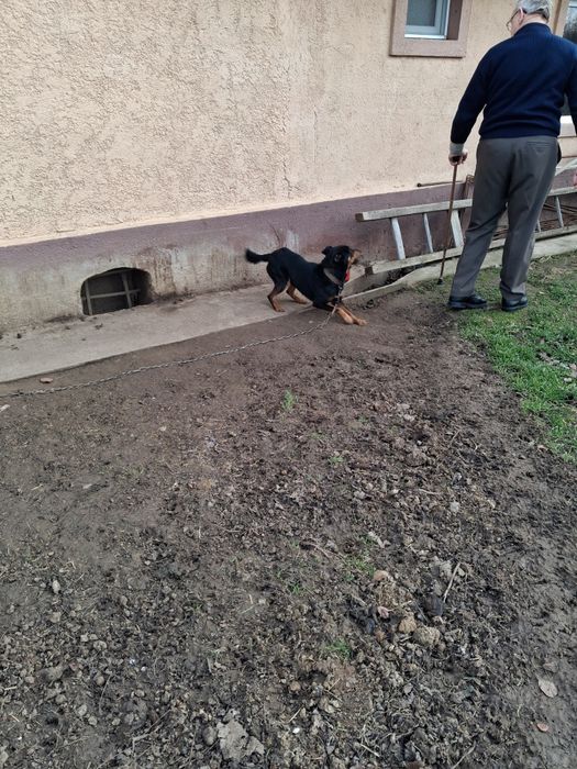 Ofer gratuite câine