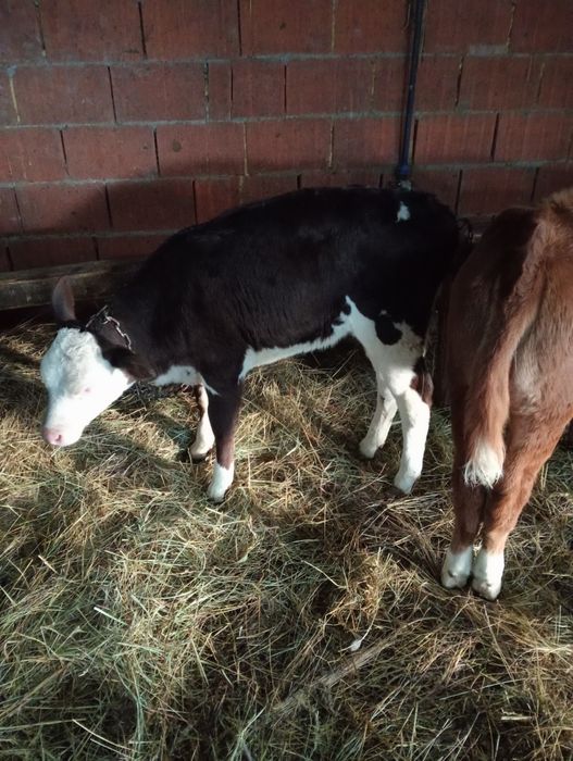 Vând tăurași și vițele