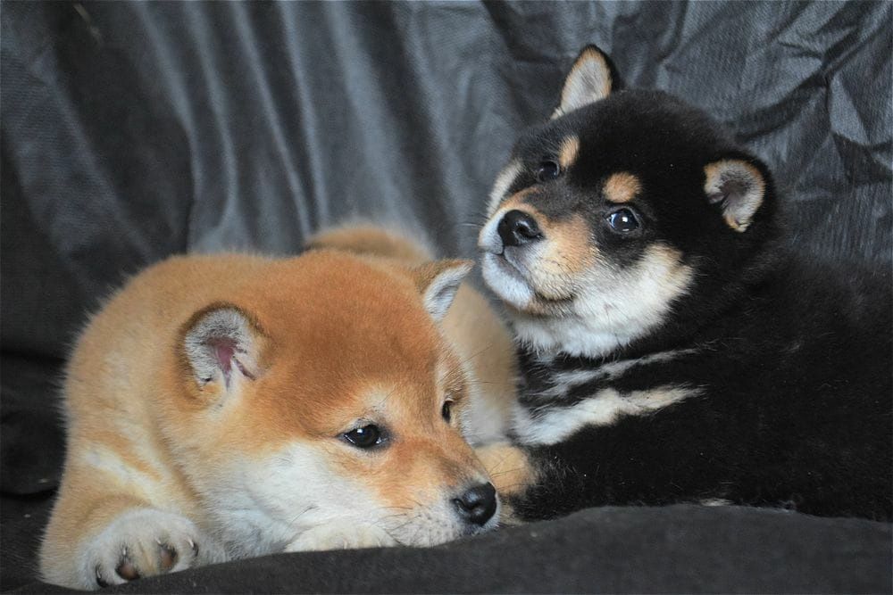щенки японской сибы
