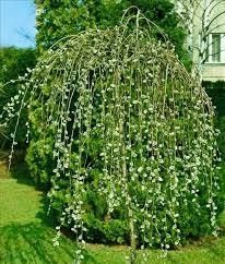 Salix Pendul La Ghiveci