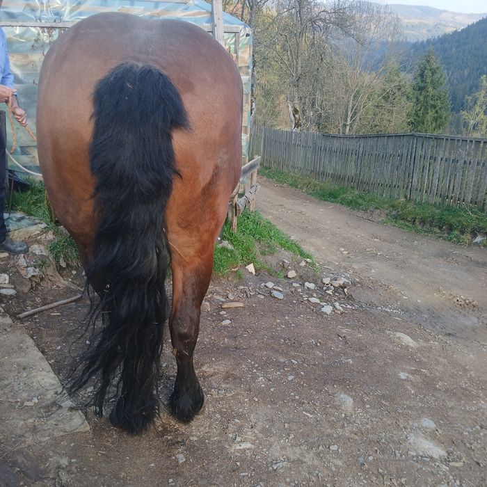 Vând iapă de 5 ani