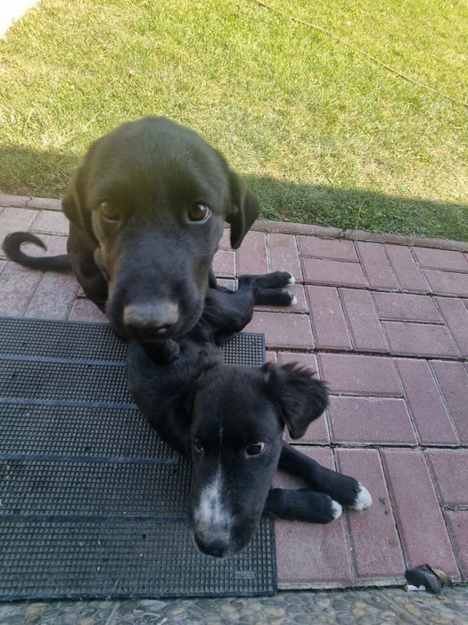 Ofer spre adopție