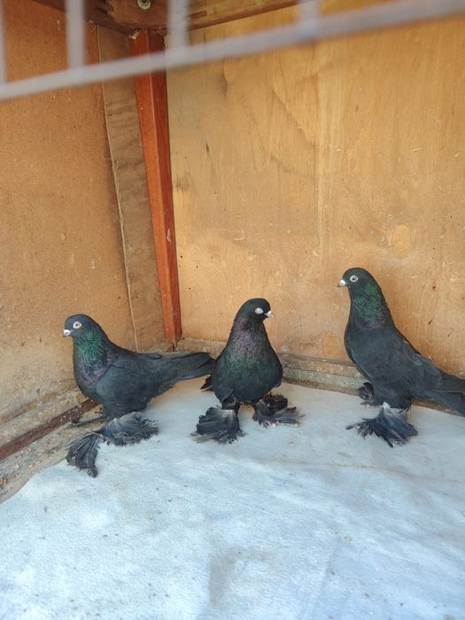 Продам Голубей 2025