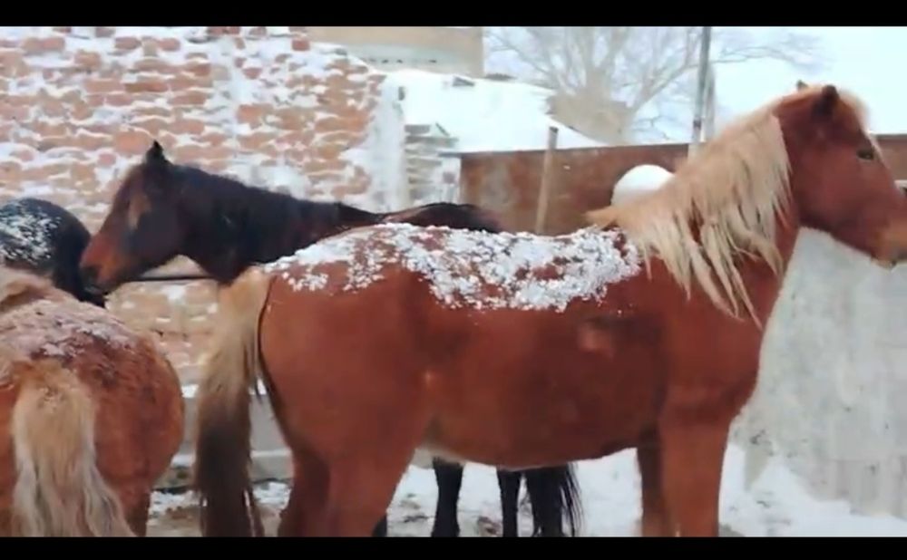 Оптом и в розницу Биелер Тайлар  на откөрме