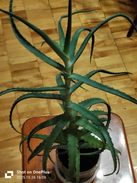 Алоэ древовидное