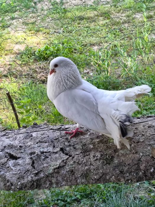 Porumbei voiajori și pavași