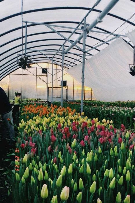 Продам голландский тюльпан