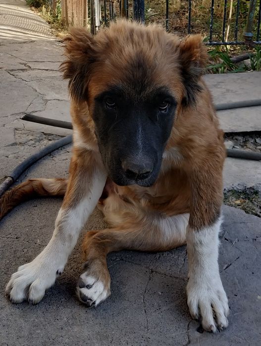 Продам щенка кавказкой овчарки