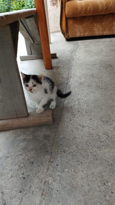 Отдам котят, девочки и мальчики, игривые