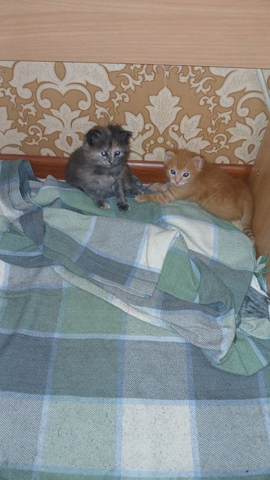 Котята в добрые руки