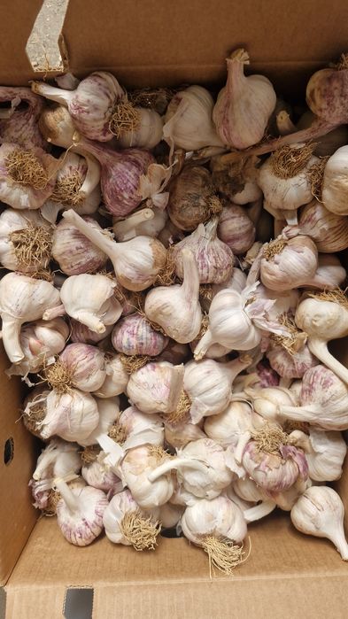 Vand usturoi de pus în pământ și arbagic rosu și galben