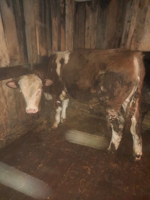 Продам бычка на племя