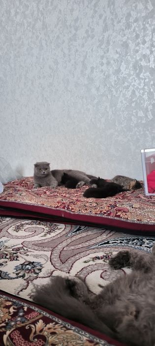 Scottish fold Toza zot  100%