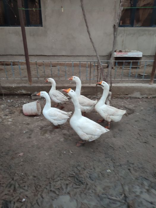 Гоз ва гозди тухмлари сотилади